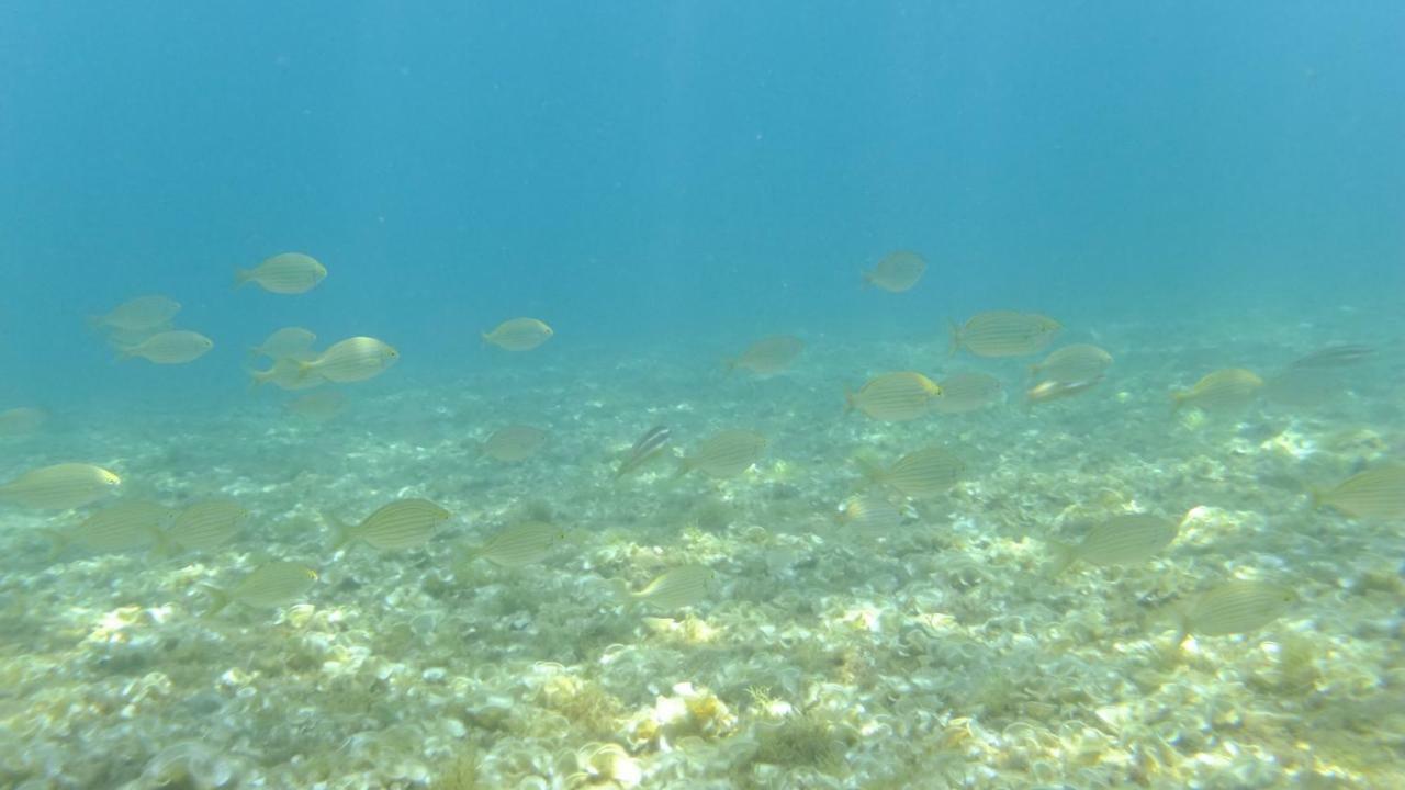 Nautilus